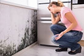 Mold Remediation for Rental Properties in Crouch Mesa, NM